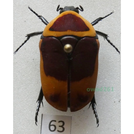 Pachnoda marginata peregrina Kolbe, 1906 ex. ovo Czad63